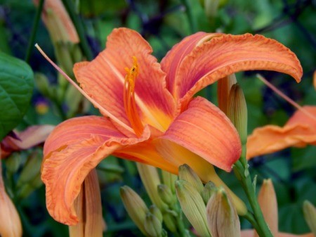 Photo of an orange lily.