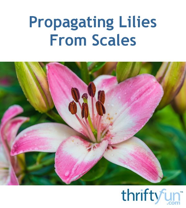 Propagating Lilies From Scales | ThriftyFun