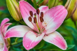 A beautiful pink lily.