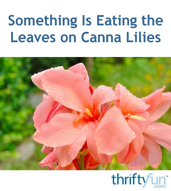 Something Is Eating the Leaves on Canna Lilies? ThriftyFun