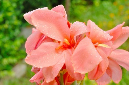 Pink Canna Lilies