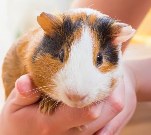 A cute guinea pig being held.
