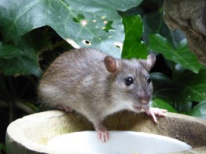 Photo of a rat in a garden.