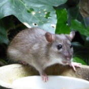 Photo of a rat in a garden.