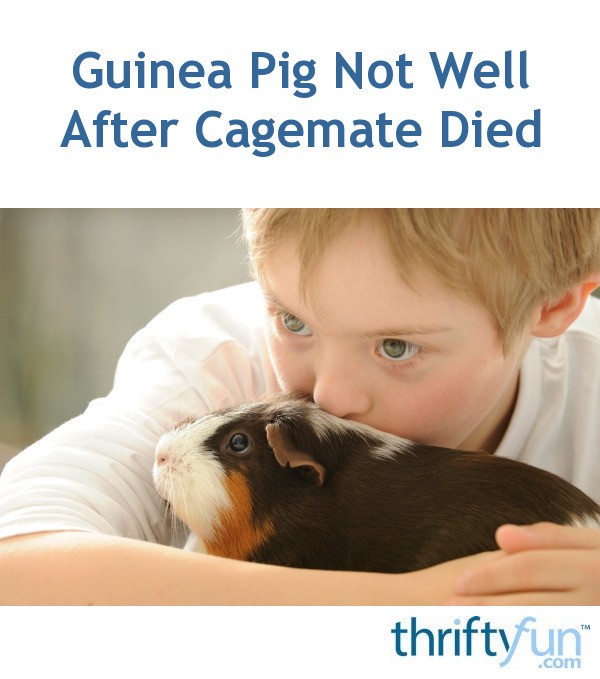 Guinea Pig Not Well After Cagemate Died? ThriftyFun