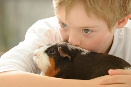 A boy cuddling with a sad guinea pig.