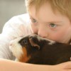 A boy cuddling with a sad guinea pig.