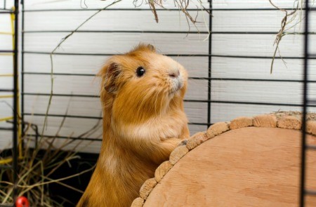 A cute guinea pig in a cage.