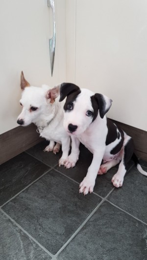 What Breed Is My Dog? - black and white puppy next to white older dog