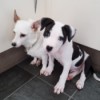 What Breed Is My Dog? - black and white puppy next to white older dog