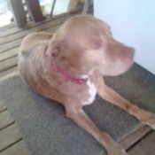 Finding a Vet That Takes Payments - brown dog lying down