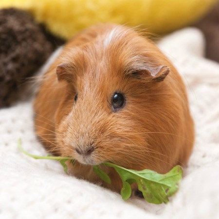 A guinea pig eating a leaf.