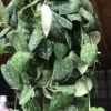 Identifying a Houseplant - trailing plant with sage green leaves with white or cream specks
