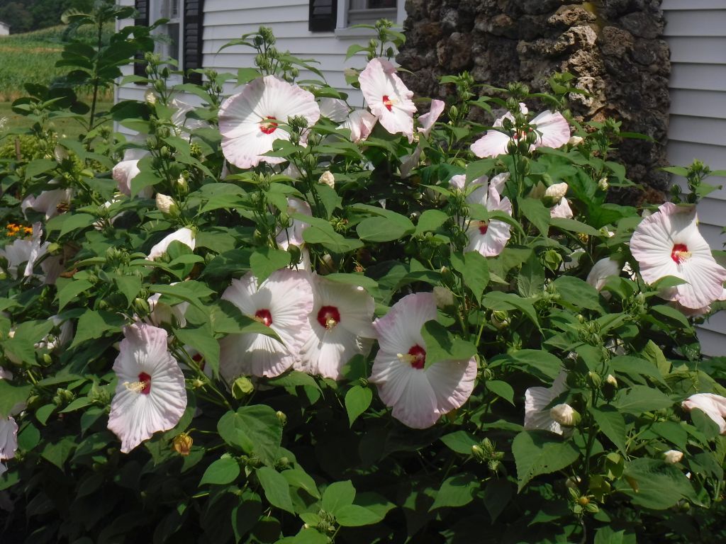 Hibiscus and Hummingbirds | ThriftyFun