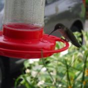 Hibiscus and Hummingbirds - female