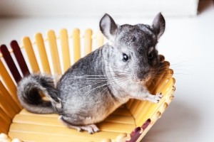 Pet Chinchillas - chinchilla in a wooden slat bowl