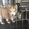 Is My Dog a Siberian Husky? - tan and white puppy