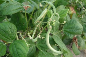 String beans growing in the garden.