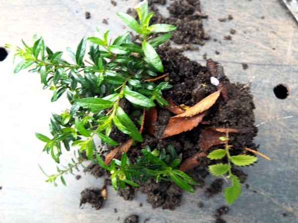 Overwintering Mexican Heather (Cuphea) - lifted clump of heather