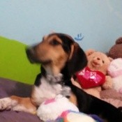 What Breed Is My Dog?