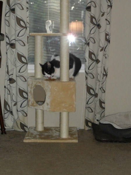Teddy with His New Cat Tree