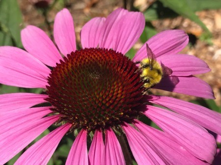 Bee on an Echinacea - honey bee on purple coneflower