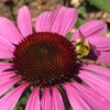 Bee on an Echinacea - honey bee on purple coneflower
