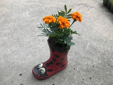 Rubber Boot Planter - add plant and more soil if needed, tamp down