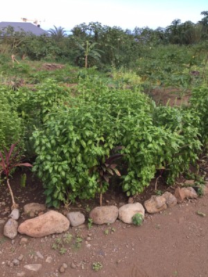 Extending the Life of Your Basil Plants