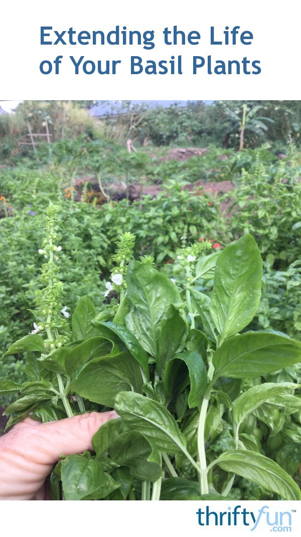 Extending the Life of Your Basil Plants ThriftyFun