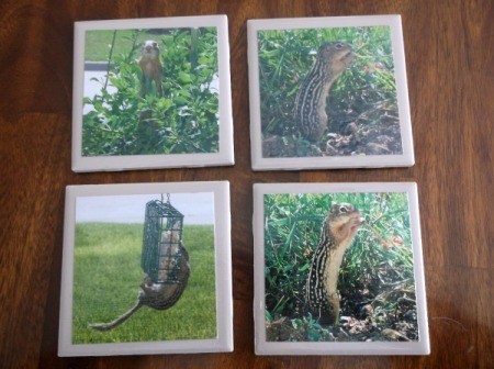 Picture Tile Coasters - chipmunk tiles