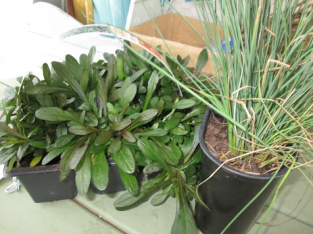 Thrift Store Garden Chair Planter - plants