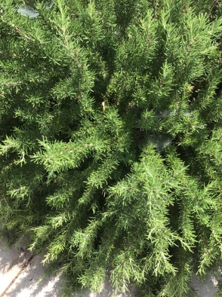 Flower Crown - rosemary plant