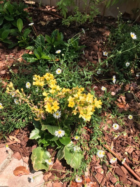 Flower Crown - mini daisies