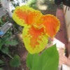 My First Aquatic Canna - orange and yellow canna lily bloom