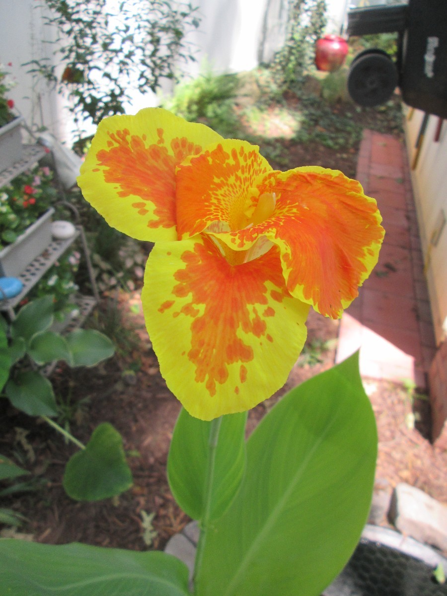 Are Canna Lilies Poisonous To Cats