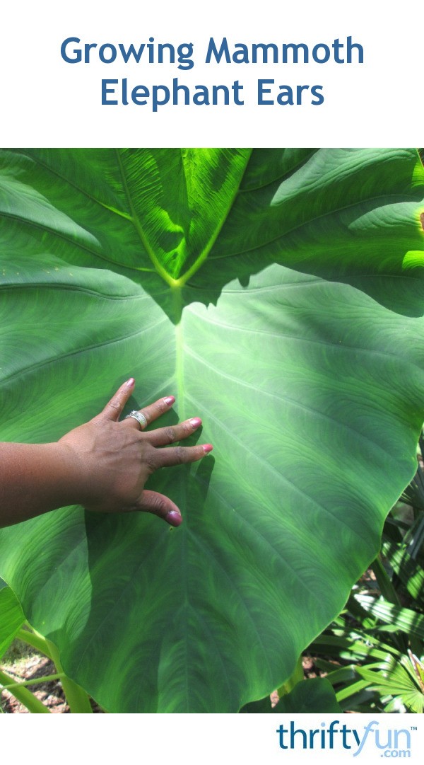 Growing Mammoth Elephant Ears | ThriftyFun