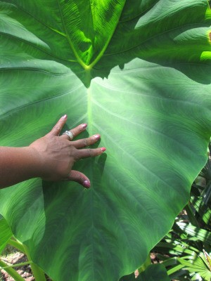 Growing Mammoth Elephant Ears - woman's hand on very large leaf