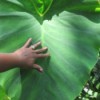 Growing Mammoth Elephant Ears - woman's hand on very large leaf