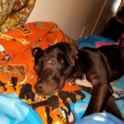 What Breed Is My Dog? black dog lying down