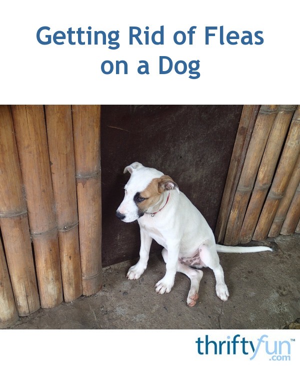 Getting Rid of Fleas on a Dog ThriftyFun