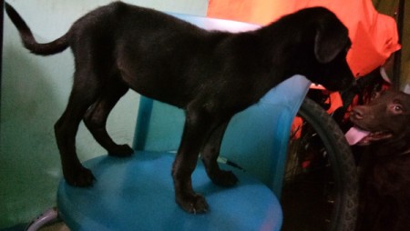 A dog standing on a couch.
