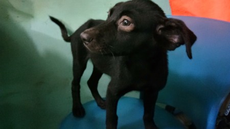 A dog standing on a couch.