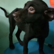 A dog standing on a couch.