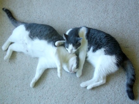 Sarge and Chase (Domestic American Shorthair) - playing