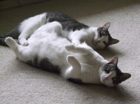 Sarge and Chase (Domestic American Shorthair) - lying on their backs in the middle of play