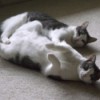 Sarge and Chase (Domestic American Shorthair) - lying on their backs in the middle of play