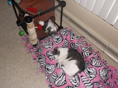 Sarge and Chase (Domestic American Shorthair) - in cat tent and on bed