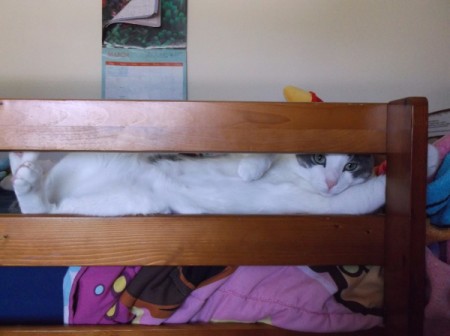 Sarge and Chase (Domestic American Shorthair) - on bunkbed