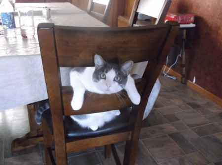 Sarge and Chase (Domestic American Shorthair) - head through chair back